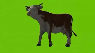 Cow walking and running on green screen cartoon characters no copyright 3