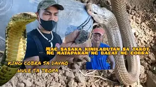 LUNGGA NG MABANGIS NA COBRA SA BUKID #KINGCOBRA SA DAVAO #cobraprince