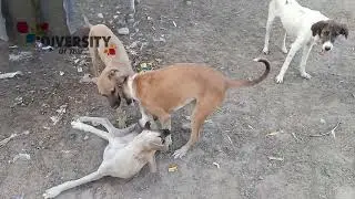 Dogs Of Thar Fighting || Dog Fight || Diversity Of Thar