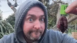 Chilli Bloopers #1 This Was Really Bad (FAIL) Pepper Fails 🤮 #fails 