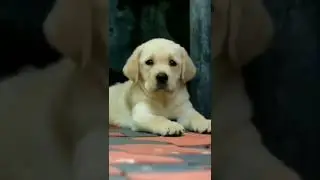 Cuttest Labrador 🤩😘|| Barking Bros 🐶 || #shorts #ytshorts #cutedogs