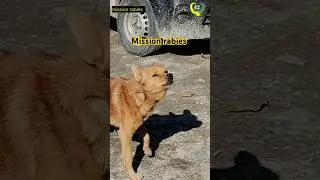 Mission rabies day 1 : manali strays #animalwelfare #animalrescueindia #rabies #rabiesvaccine