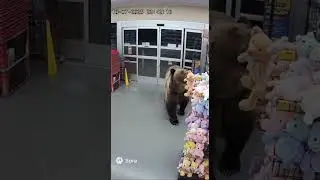 Bear Steals a Teddy Bear 🧸🐻 | Real Security Camera Footage #animalshorts #funny