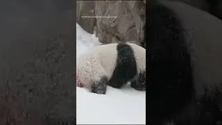 Pandas frolic in snow at DC National Zoo