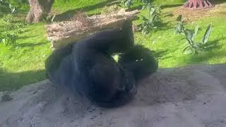 Seeing Gorillas at the new Congo Falls exhibit 