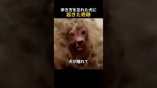 770gの毛に覆われていた犬の運命