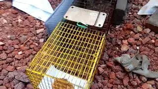Vegas Cat Rescue - trapping kitten and mom in drain pipe