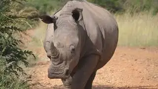 Javan Rhino The Last of Its Kind in the Wild