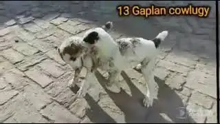 Alabai puppies fight / grandchild of 2013 Gaplan / Turkmen Alabay