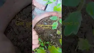 Get your child involved in gardening #love #gardening #garden #involving #children