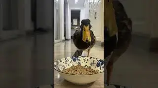 1.31 Duck eating time #duck #funny #satisfying #birds #ducklife #cute #cuteanimals #animals #shorts