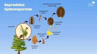 Reproduksi Tumbuhan Gymnospermae