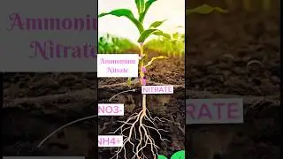 Ammonium Nitrate fertilizer NH₄NO₃ #trending #agriculture #agriculturestudy #informative #kisan