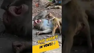 Too late, Mrs.  Monkey!  🐒😅Funny Monkey