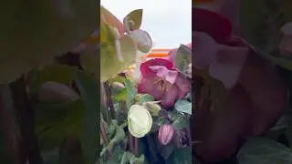 Enchanting Beauty of the Lenten Rose | A Floral Delight