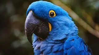 The World's Largest Parrot 