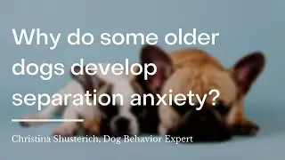 Why do some older dogs develop separation anxiety? | wikiHow Asks a Dog Behavior Expert