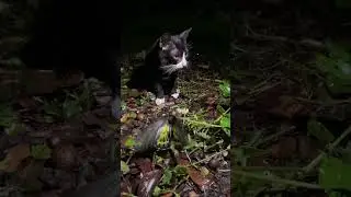 Black cat with butterfly days #shortvideo #cat #butterfly #RimKung