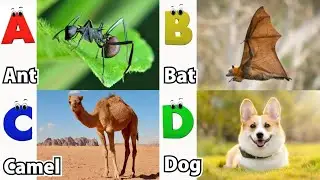 ABC Safari Animals song | Alphabet Song for Kids | Fun Learning Video | Koko Study Class 2026