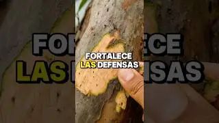 Beneficios de la corteza de guayaba #shorts