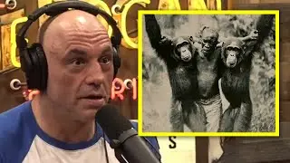Chimpanzee Didn't Scare Me Until I Saw This.. | Joe Rogan