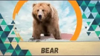 Bear (Ursidae)