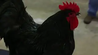 Australorp (Large Fowl)