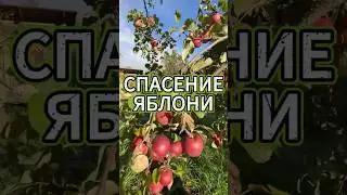 СПАСЕНИЕ ЯБЛОНИ #apple #vlog #reels #recommended #дача #agriculture #explore