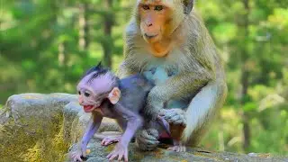 Primate monkey.../Please release me to my mother.../Cute life baby.../Nice clip