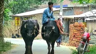 The Herdsman Rode Around the Buffalo//Traditional Buffalo Cart Ride