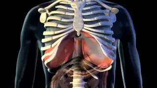 Diaphragm - 3D Medical Animation || ABP &copy;