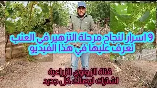 9 عوامل لنجاح مرحلة التزهير في العنب حصريا علي قناة الزواوي الزراعية