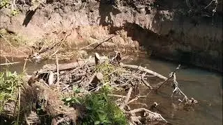 Common Kingfisher