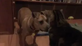 Spud the Cat Viciously Attack Daisy the Pitbull