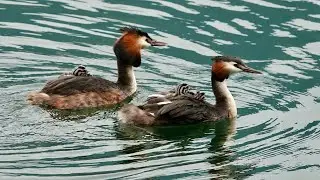 Piccoli svassi - prove di nuoto