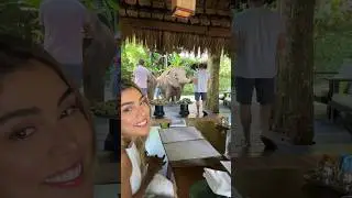DESAYUNO CON ELEFANTES?!🐘 NUESTRA LUNA DE MIEL EN TAILANDIA! 💖 (parte 2)