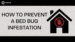 How to Prevent A Bed Bug Infestation | Voyd Bed Bug Treatment