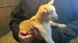 ARTIE NEEDS HELP, FARM ANIMALS PHOTO VIDEO