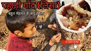 पहाड़ी गोंद (लिसा )