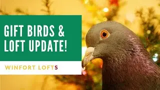 Must See 2022 Breeding Pigeons!