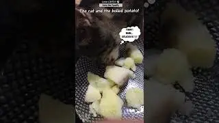 Cat eating potatoes! #shorts #catshorts #trending