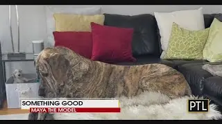 Something Good: 'Homeward Bound' Parody & Maya The Model