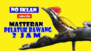 MASTERAN PELATUK BAWANG SANGAT COCOK BUAT BURUNG JUARA