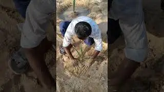 Planting of date type 