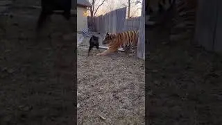 OH MY GOD!!! This Tiger attacked Rottweiler