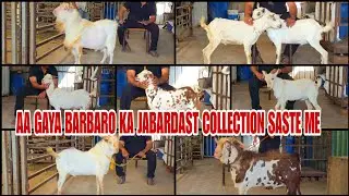 Resonable Rate Me Khubsurat Barbari Bakro Ka Lot Aaya Hai Agwan Goat Farm Pe Bhiwandi Padgha 