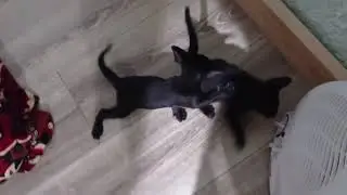 Сима с котятами отец Ричек