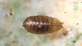 3.- Plaga Mosca minadora de la lechuga