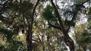 Monarch butterflies Santa Cruz Natural Bridges
