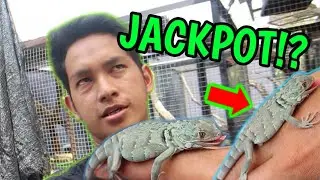 GREEN X BLUE KOK ANAKANYA INI!? 😍 IGUANA INTERESTING COLOR